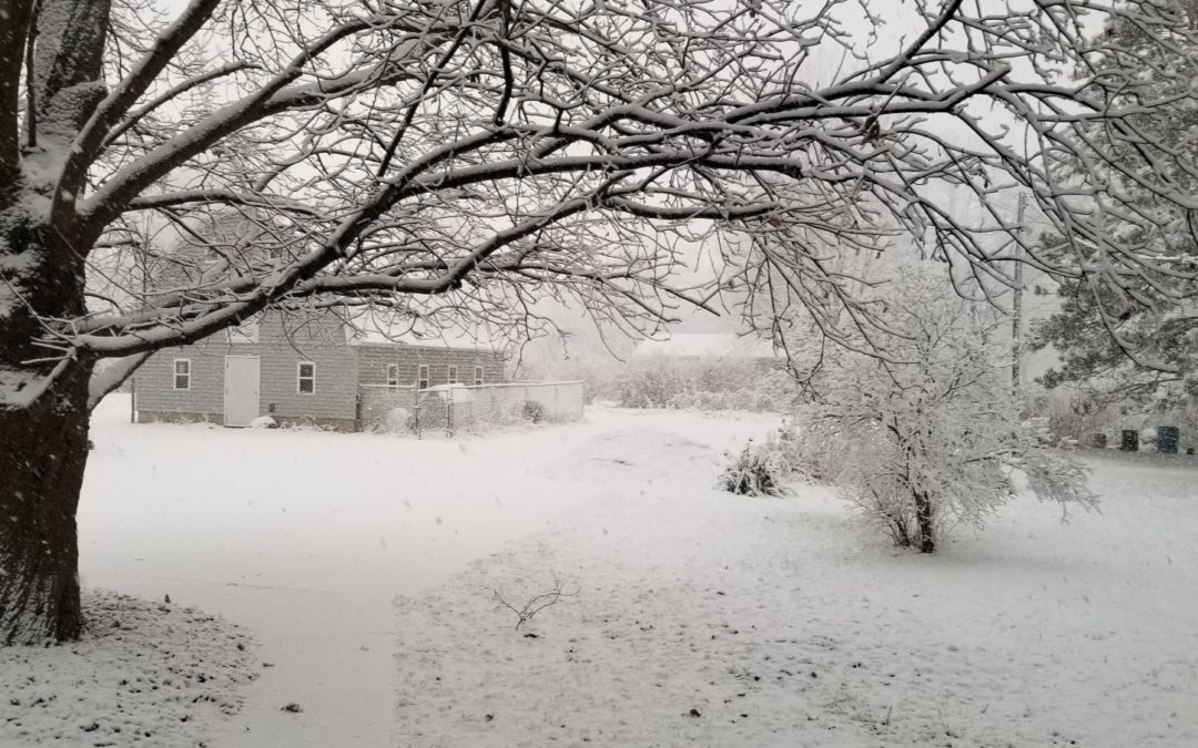 The December Garden