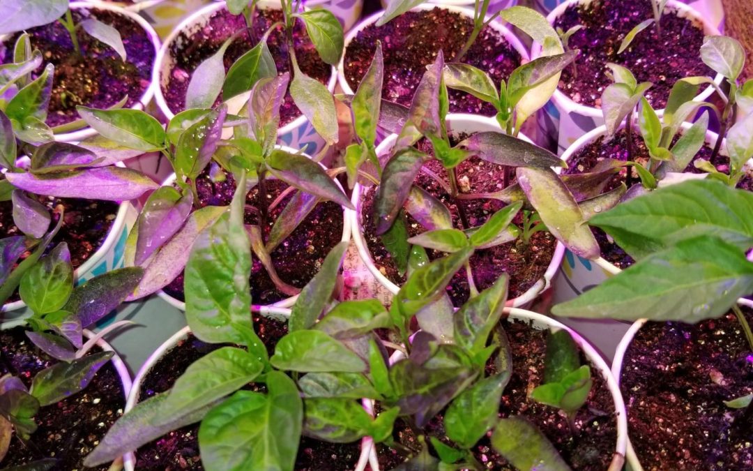 Indoor Seed Starts