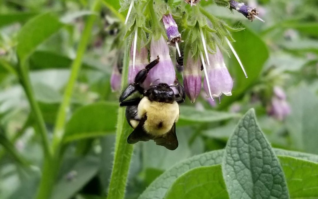 May Garden