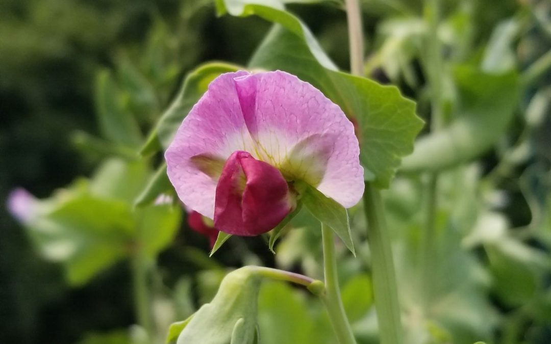 June Garden