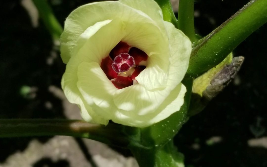 July Garden